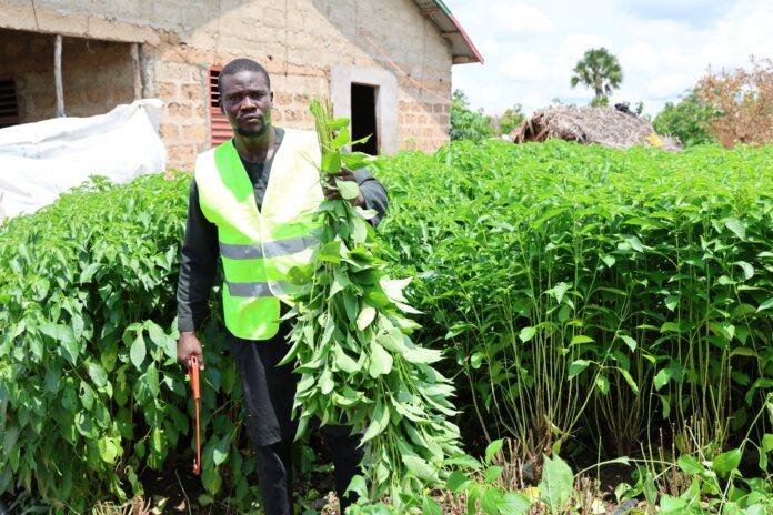 Soulé Mouraina Olayébi, promoteur de la coopérative Alhandoulillah, présente de géants plants d'amarante récoltés sur le site maraîcher. Crédit photo : PAM